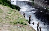 Nikaryousui Canal Kawasaki river birds
